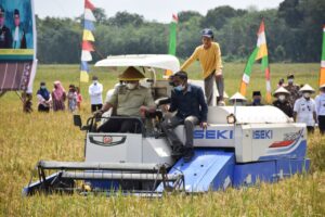 Sawah Lebak di Muba Mampu Panen Tiga Kali dalam Setahun