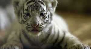 Harimau Putih langka lahir Di Kebun Binatang Havana Kuba