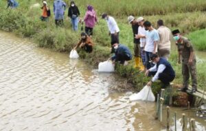 Lestarikan Tebat Di Pagaralam, Walikota Tebar 10 Ribu Bibit Nila