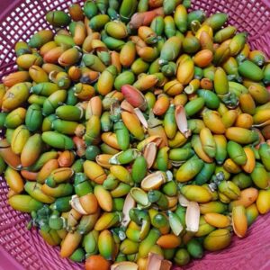 Manfaat Kulit Melinjo untuk Kesehatan