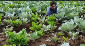 Petani Di Lahat Keluhkan Syarat Pembelian Pupuk Mesti Melampirkan KK Dan KTP