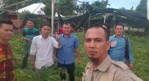 Punya Nilai Ekonomis Yang Menggiurkan, Petani Lahat Mulai Menanam Porang