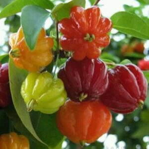 10 Manfaat Buah Dewandaru Untuk Kesehatan