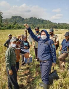 Tekan Populasi Hama Tikus, Petani Di Lahat Gunakan Bom Asap