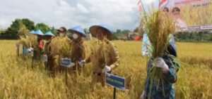 Bupati dan Petani Di Lahat Gelar Panen Bersama