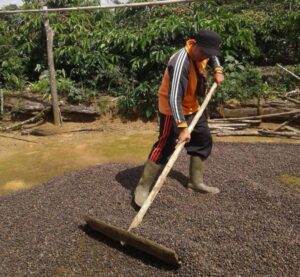 Musim Panen Harga Kopi Dilahat Menurun, Kebutuhan Semakin Meningkat