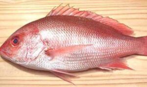 Ini Berbagai Manfaat Zat Gizi dari Makan Ikan Kakap