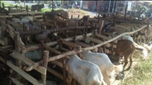 Jelang Idul Adha, Pedagang Hewan Kurban Berlomba Tampilkan Kualitas