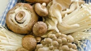 Jamur Sehat yang Khasiatnya Mantap