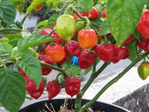 Ini Manfaat Cabe Gendot, Cabe Habanero yang Dikenal Sangat Pedas