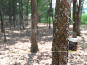 Tren Ekspor Karet Sumsel Menunjukkan Hasil Positif