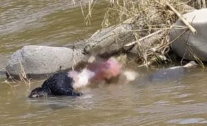 Penemuan Mayat Mengapung Disungai Lematang Lahat