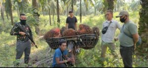 Pencuri Buah Sawit Tertangkap Tangan Saat Memanen