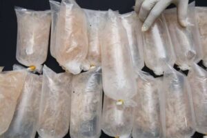 Polisi Di Palembang Berhasil Gagalkan Penyelundupan Puluhan Ribu Benih Lobster