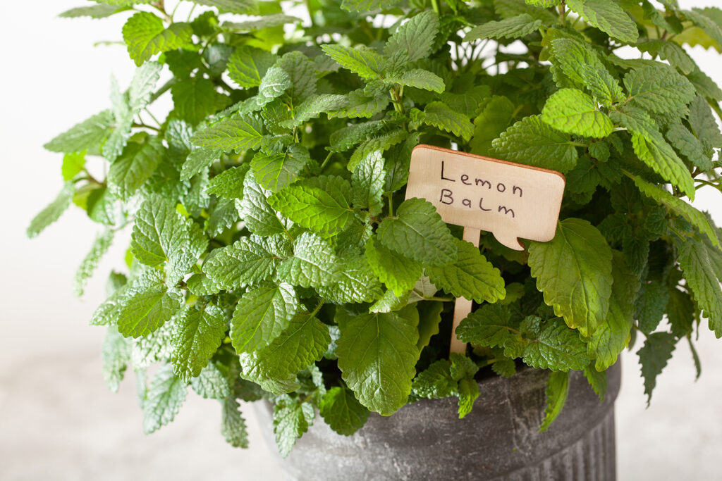 Lemon Balm, Herbal Beraroma Lemon Mirip Daun Mint yang Beragam Khasiat