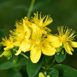 Tanaman Herbal St John’s Wort yang Dianggap Bisa Obati Depresi