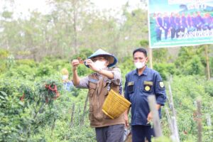 Wagub Launching Gerakan Satu Juta Stek Batang Pucuk Kopi  di Pagar Alam