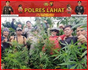 Polres Lahat Ungkap Ladang Ganja Siap Panen Seluas 1,5 Hektar