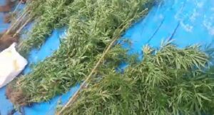 Polres Lahat Temukan puluhan Batang Ganja Di Tanjung Sakti Pumu