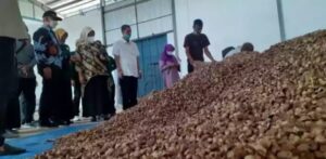 Butuh Pasokan Untuk Ekspor, Pemuda Di Pagaralam Siap Tampung Hasil Penen Pinang Warga