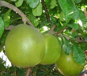 Ini Manfaat Buah Berenuk Serta Daun dan Kulit Kayunya untuk Kesehatan