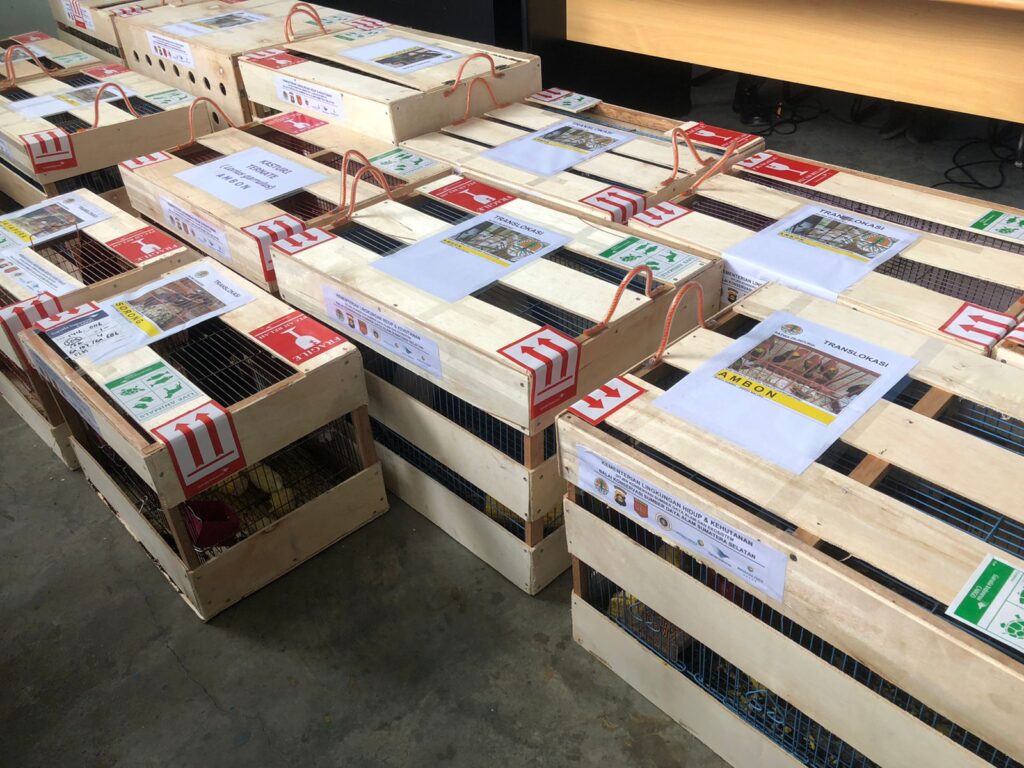 BKSDA Sumsel Kembalikan 65 Hewan Dilindungi ke Habitatnya