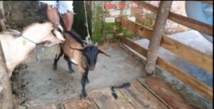 Curi Kambing Dengan Motor Dinas Istri, Ilham Ditangkap Polisi