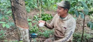 Petani Di Lahat Keluhkan Mahalnya Harga Pupuk Subsidi