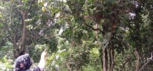 Petani Di Lahat Mulai Panen Buah Duku, Harga Mulai Rp 15 Ribu Per KG