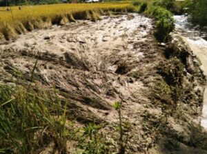 Banjir Rendam Puluhan Hektar Sawah Di Lahat
