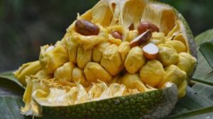 Manfaat Buah Cempedak untuk Kesehatan