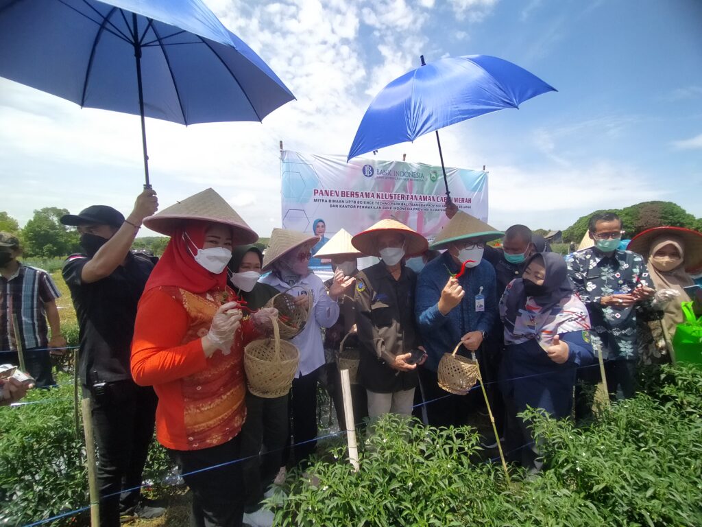 Bank Indonesia Gelar Panen Bersama Kluster Cabai Merah Dengan Teknologi Digital Farming