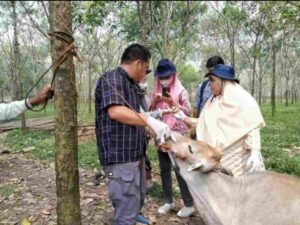 Antisipasi Wabah PMK Pada Hewan Ternak, Dinas PTPH Ogan Ilir Gencar Lakukan Pengecekan