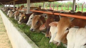 Cegah Wabah PMK, Pemkot Palembang Lakukan Penyekatan Jalur Distribusi Hewan Ternak