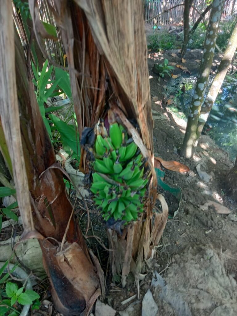 Pisang Berbuah Dengan Unik Di Ogan Ilir