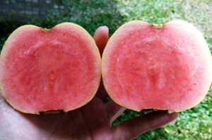 Manfaat Jamabu Biji Yang Patut Diketahui