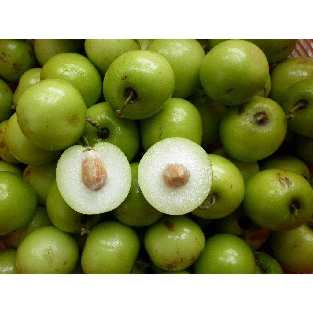 Manfaat Buah Bidara bagi Kesehatan Tubuh