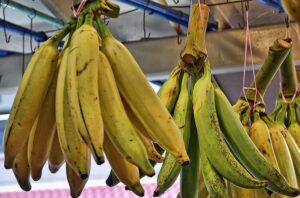 Manfaat Pisang Tanduk Untuk Kesehatan