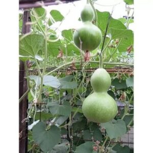 Berbagai Manfaat Air labu Untuk Kesehatan