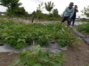 Tingkatkan Hasil Produksi, Petani Asal Ogan Ilir Gunakan Tehnik Tumpang Sari Dalam Bercocok Tanam