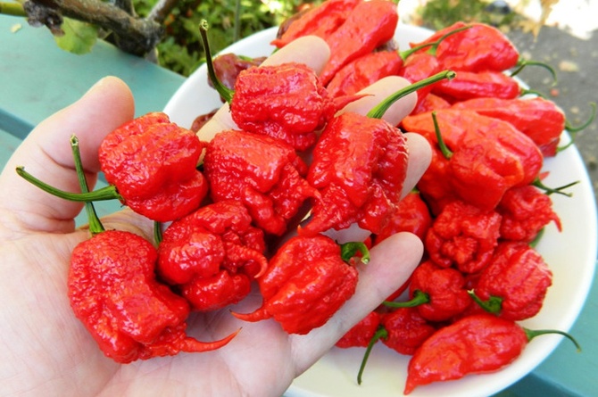 Sikecil Yang berbahaya Carolina Reaper