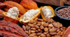 Manfaat Kakao bagi Kesehatan yang Jarang Diketahui