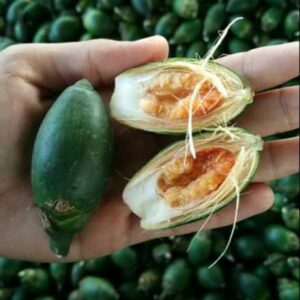 Manfaat Buah Pinang Muda bagi Kesehatan Pria