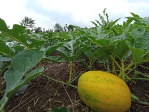 Permintaan Tinggi Jelang Ramadan, Petani Di OI Mulai Tanam Semangka Kuning