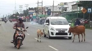 Sapi Ternak Yang Berkeliaran Di Jalan Raya Resahkan Pengendara
