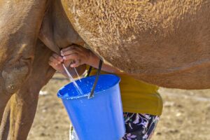 Apa Saja Manfaat Susu Unta ??