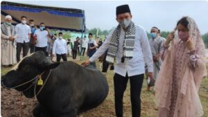 Pemkab Ogan Ilir Keluarkan 6 Sapi Kurban Salah Satunya Milik Bupati