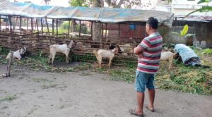 Pedagang Hewan Kurban Mulai Berjejer Di Jalan OI