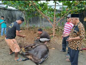 PWNU Sumsel salurkan 6 Sapi Kurban