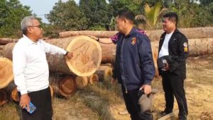 Tiga Pelaku Ilegal Logging Ditangkap Polisi, Ratusan Batang Meranti Turut Diamankan